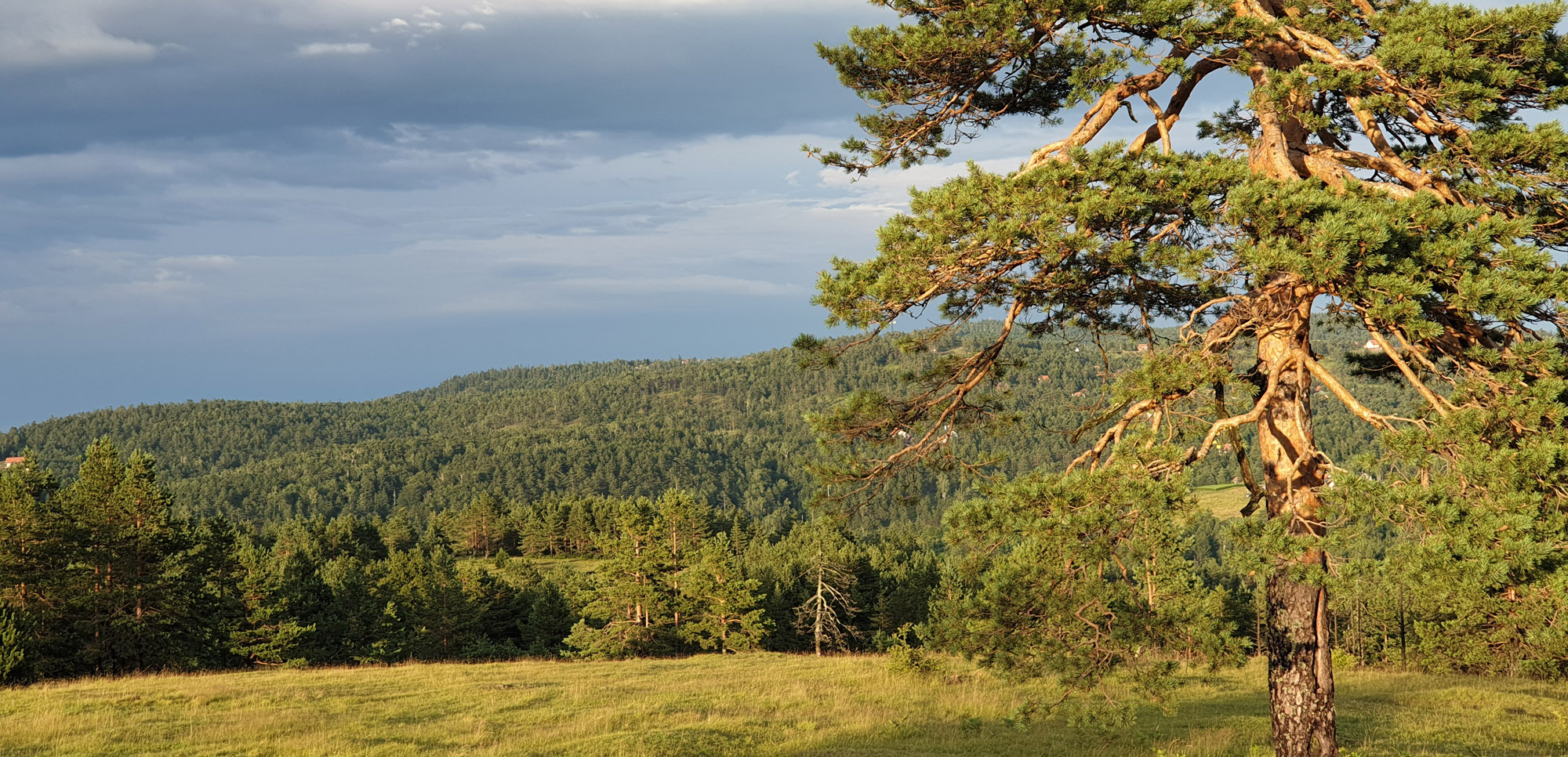 Div ibare MojeDivcibare